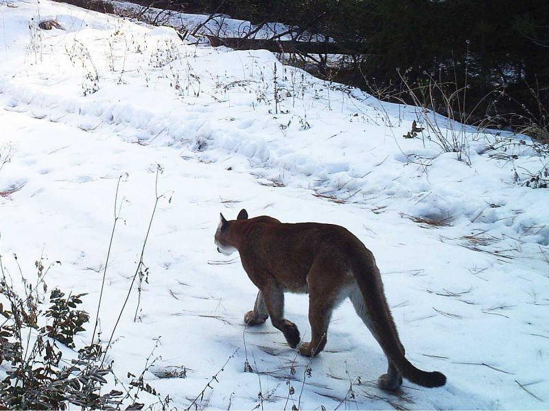 Cougar photo by Bushnell camera (cropped photo