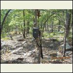 Trail cameras make a great photographer while you work
