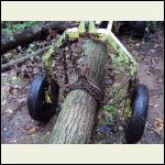 Red Oak Chained in place to haul back to the ranch