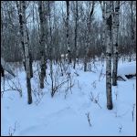 Cabin through the trees