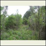 brush landscape along north property boundary