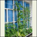 back wall of the greenhouse