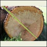 pine_log.jpg pine_log.jpg
