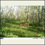 whitetail and fawn