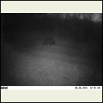 little black bear little black bear
