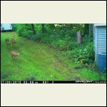 deer2.jpg