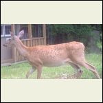 Closer up- how many beans in the jar... or ticks on the deer? Closer up- how many beans in the jar... or ticks on the deer?