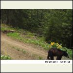 A yearling bear cub