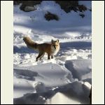 Last winter fox