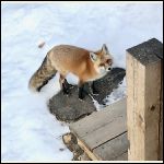 This year's fox