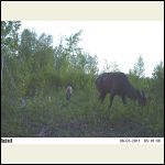 elk cam 1