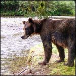 Admiralty Brown Bear