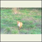 Red Fox