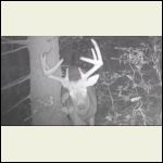 Buck