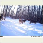 junction deer junction deer