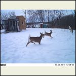 shed visitors