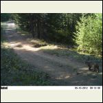 20120510_Bobcat.JPG