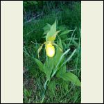 lady slipper