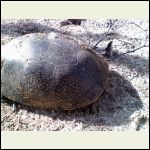 blandings turtle blandings turtle