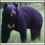 white spot on bear