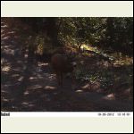 4point (or 8)