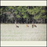 sandhill crane