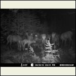 big ol' elk family big ol' elk family