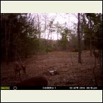 our first deer photo our first deer photo
