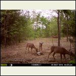 the one in the middle is a small buck the one in the middle is a small buck