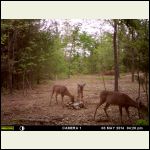 the one in the middle is a small buck