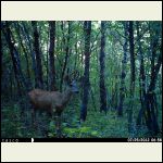 Young Mule Deer