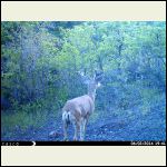 Young Buck Young Buck