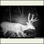 Sneaky Buck Sneaky Buck