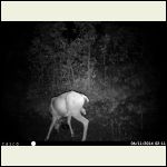 Deer With Three Legs Deer With Three Legs
