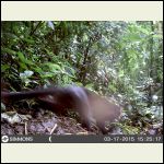 Jaguarundi Jaguarundi