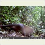 Jaguarundi