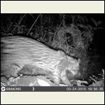 Ocelot Ocelot