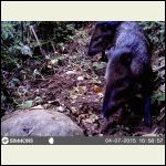 Collared Peccaries