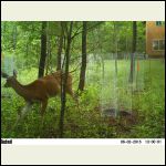deer deer