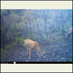 Stumpy the 3-legged mule deer