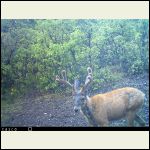 Baldy the fur-challenged deer