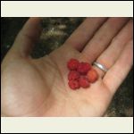 Raspberries Raspberries