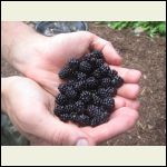 Wild blackberries