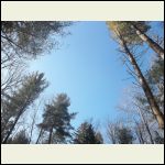 Looking up from the "Big Cabin" proposed Site