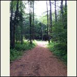 Looking up to Future Cabin Site