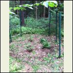 Blue/ Straw Berry Plants