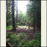 Looking up to Future Cabin Site--NO DOWNED TREES