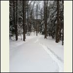 Looking back on my snowshoe  trail