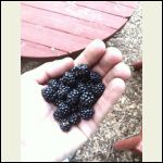Vermont Wild Blackberries