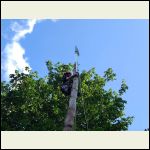 tree.jpg